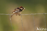 Spanish Sparrow (Passer hispaniolensis)