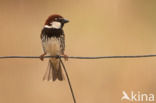 Spanish Sparrow (Passer hispaniolensis)
