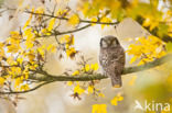 Northern Hawk Owl (Surnia ulula)