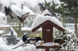 European Starling (Sturnus vulgaris)