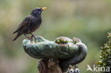 European Starling (Sturnus vulgaris)