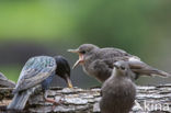 Spreeuw (Sturnus vulgaris)