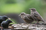 European Starling (Sturnus vulgaris)