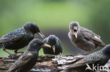 Spreeuw (Sturnus vulgaris)