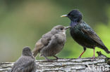 European Starling (Sturnus vulgaris)