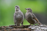 European Starling (Sturnus vulgaris)