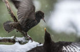 European Starling (Sturnus vulgaris)