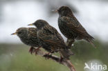 Spreeuw (Sturnus vulgaris)