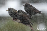 European Starling (Sturnus vulgaris)