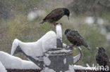 Spreeuw (Sturnus vulgaris)