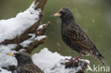 European Starling (Sturnus vulgaris)