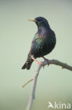 European Starling (Sturnus vulgaris)