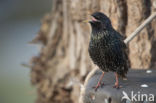 European Starling (Sturnus vulgaris)