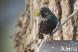 European Starling (Sturnus vulgaris)