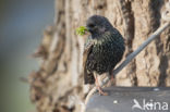 Spreeuw (Sturnus vulgaris)