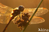 Steenrode heidelibel (Sympetrum vulgatum)