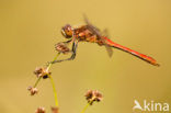 Steenrode heidelibel (Sympetrum vulgatum)