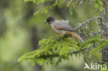 Siberian Jay (Perisoreus infaustus)