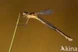 Scarce Emerald Damselfly (Lestes dryas)