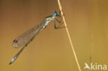 Scarce Emerald Damselfly (Lestes dryas)