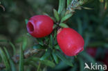 Yew (Taxus baccata)