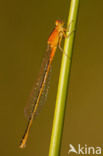 Scarce Blue-tailed Damselfly (Ischnura pumilio)