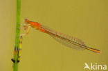 Scarce Blue-tailed Damselfly (Ischnura pumilio)