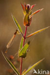 Scarce Blue-tailed Damselfly (Ischnura pumilio)