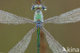 Tengere pantserjuffer (Lestes virens)