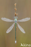 Small Emerald Damselfly (Lestes virens)