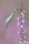 Tengere pantserjuffer (Lestes virens)