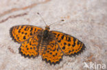 Toortsparelmoervlinder (Melitaea trivia)