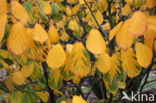 Chinese witchhazel (Hamamelis mollis)