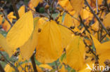 Chinese witchhazel (Hamamelis mollis)