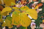 Chinese witchhazel (Hamamelis mollis)