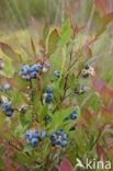 Highbush Blueberry (Vaccinium corymbosum)