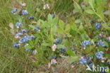 Highbush Blueberry (Vaccinium corymbosum)