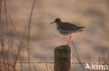 Common Redshank (Tringa totanus)