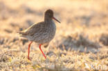 Common Redshank (Tringa totanus)