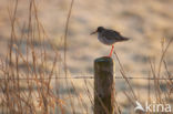 Common Redshank (Tringa totanus)