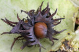 Turkish hazelnut (Corylus colurna)