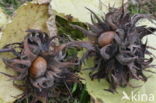 Turkish hazelnut (Corylus colurna)