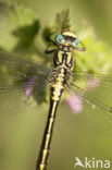 Turkse rombout (Gomphus schneiderii)