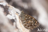 Vale argusvlinder (Lasiommata paramegaera)