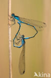 Variable Damselfly (Coenagrion pulchellum)