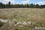 Common Cottongrass (Eriophorum angustifolium)