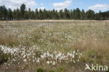 Veenpluis (Eriophorum angustifolium)