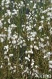 Common Cottongrass (Eriophorum angustifolium)