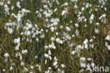 Veenpluis (Eriophorum angustifolium)