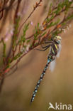 Venglazenmaker (Aeshna juncea)